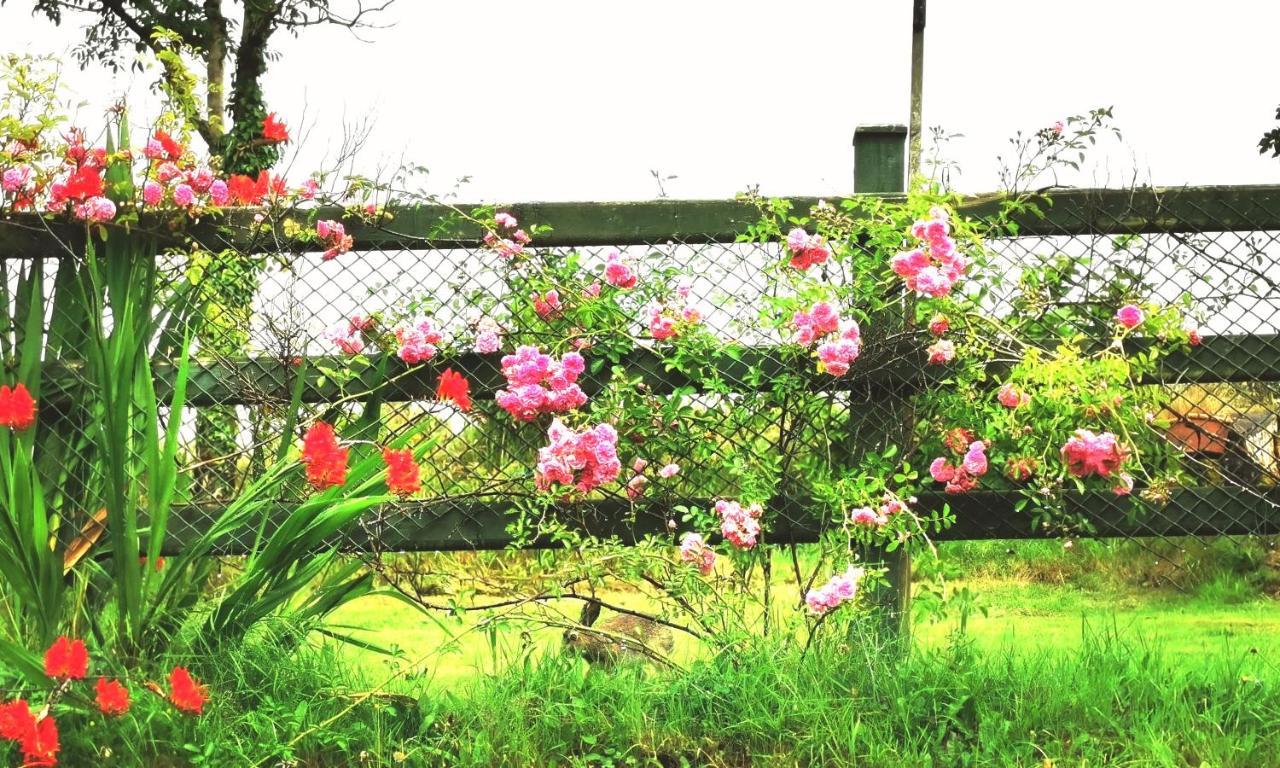 New Listing - Ladybird Cottage - Donegal - Wild Atlantic Way Donegal Town Екстериор снимка